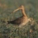 Иван Воробьев