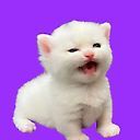 Алексис Старфакер