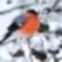 Виктор Снигирев